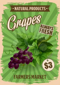 Grape fruit poster with farm market price. Vector red or black grapes vine with natural vitamins, minerals and fiber nutrition