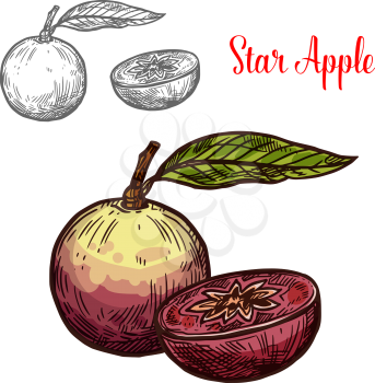 Star apple fruit of exotic tropical tree isolated sketch. Whole and cut in half cainito fruit with purple peel and green leaf for natural juice or dessert label, vegetarian food and farm market design