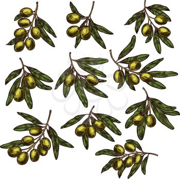 Green olive branch isolated sketch set. Fresh olive tree branch with ripe fruit and leaf icon of natural organic mediterranean cuisine vegetarian ingredient for food packaging, recipe and menu design
