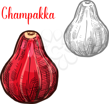 Champakka fruit sketch color icon. Vector botanical sketch design of exotic tropical pink Java apple or Semarang rose-apple whole fruit for jam or juice dessert and farmer market