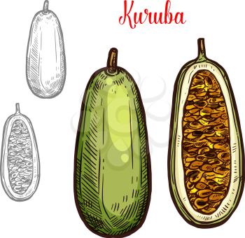 Kuruba fruit sketch color icon. Vector botanical sketch design of exotic tropical kuruba or tahoe plant whole and peeled cut fruit for jam or juice dessert and farmer market