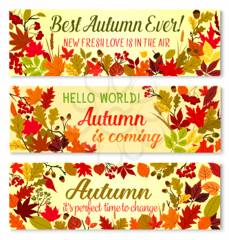 Autumn banner set of fall season forest nature border. Autumn leaves of maple and chestnut, orange and yellow foliage of oak tree with acorn and rowan berry branch. Fall nature frame for autumn design