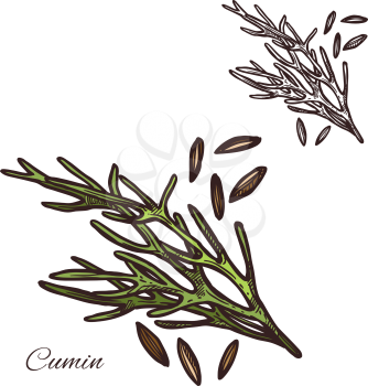 Cumin seasoning plant sketch icon. Vector isolated cumin herbal spice and seeds for culinary cuisine cooking or flavoring herbal seasoning ingredient or grocery store and botanical design