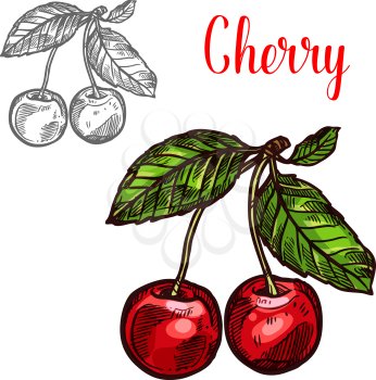 Cherry fruit sketch icon. Vector isolated symbol of fresh farm grown cherries bunch with green leaf berry for juice or jam dessert or farmer market and botanical design
