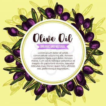 Olive oil organic natural product sketch poster design template of black olives. Vector olives bunch and green leaf for extra virgin olive oil bottle package tag or information label