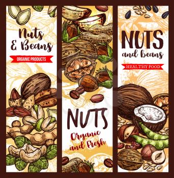 Nuts, beans and fruit seeds mix sketch banners. Vector design of peanut or pistachio and almond, coconut nut and hazelnut or walnut and legume bean, macadamia or filbert nut and sunflower seeds