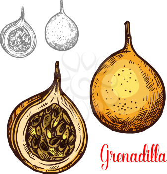 Grenadilla fruit sketch isolated icon. Vector botanical sketch design of exotic tropical Granadilla passion fruit whole and cut fruits with seeds for jam or farmer market and juice dessert