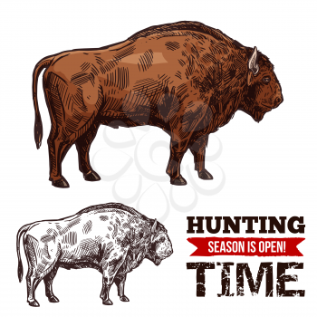 Hunting open season sketch poster for hunter society or hunt club. Vector isolated wild buffalo ox or bison bull for wild animal hunt adventure