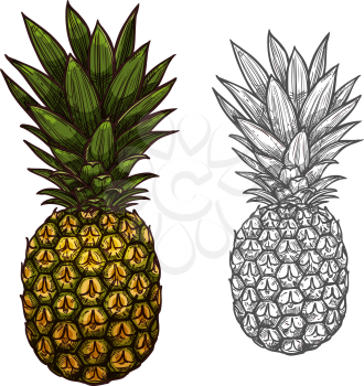 Pineapple tropical fruit isolated sketch. Fresh and ripe ananas with bunch of green leaves for fruity drink, juice or dessert label, diet food and agriculture themes design