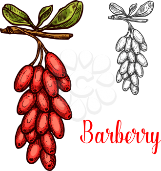 Barberry fruit isolated sketch with red berry. Branch of berberis plant with ripe fruit and green leaf icon for asian food ingredient, spice and condiment themes design