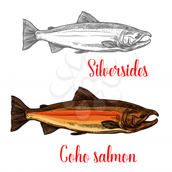 Coho salmon fish isolated sketch of marine animal in spawning phase. Pacific salmon with bright skin and hooked jaws symbol of seafood ingredient, fishing sport club emblem or fish market label design