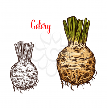Celery round root, fresh healthy food, monochrome and color sketches. Healthy organic vegetable full of vitamins. Picante tasty hard natural edible celery used in salads and dishes vector isolated.
