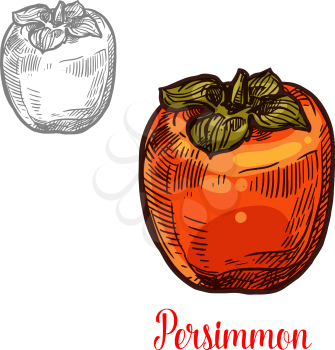 Persimmon fruit isolated sketch of ripe exotic asian berry. Sweet japanese persimmon with orange peel and green leaf icon for oriental dessert, natural juice and vegetarian nutrition design
