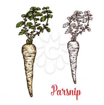 Parsnip vegetable isolated sketch of fresh vegetarian food. White root of parsnip with green leaf, organic natural veggies for healthy salad ingredient and farm market themes design