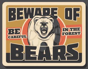 Bear wild animal vintage banner for hunting sport design. Angry grizzly roaring with open mouth retro grunge poster for wild nature danger sign template