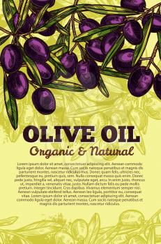 Black olives sketch poster for olive oil extra virgin organic natural product design template. Vector olives bunch with green leaf for olive oil bottle package tag or Italian or Spanish cuisine