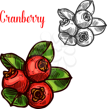 Cranberry berry color sketch icon. Vector botanical design of cranberries fruits bunch with leaf for juice or jam dessert or farmer market isolated color sketch symbol