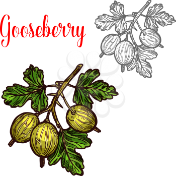 Gooseberry berry color sketch icon. Vector botanical design of gooseberry fruits bunch with leaf for juice or jam dessert or farmer market isolated color sketch symbol