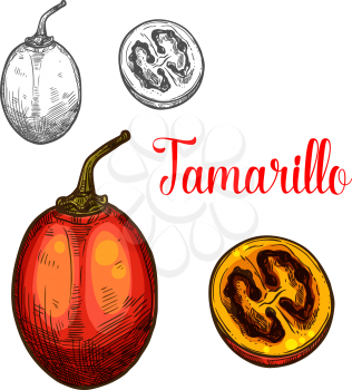 Tamarillo fruit sketch color icon. Vector isolated symbol of fresh whole and slice cut tamarillo or tree tomato fruit botanical design for fruits jam or juice dessert or farmer market
