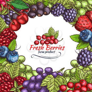 Berries and berry fruits sketch poster of fresh organic farm strawberry, raspberry and grape. Vector harvest of cherry, blueberry or blackberry and gooseberry, red currant and blackcurrant