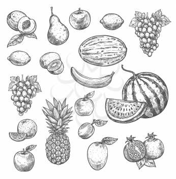 Fruits sketch icons of apricot, tropical pineapple or apple and watermelon, organic pomegranate, grape and melon or banana. Vector sketch design of fresh natural juicy fruits for farm marker harvest