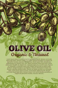 Green olives sketch poster for olive oil organic natural product. Vector design template of green olive fruits and leaves for olive oil extra virgin product or Italian or Spanish cuisine