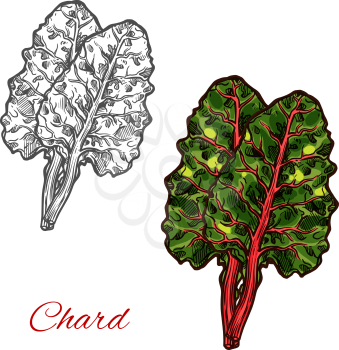 Chard green leafy vegetable isolated sketch with bunch of fresh plant. Dark green leaf of beet spinach with red stalk, healthy diet food ingredient for vegetable salad label or vegan menu design