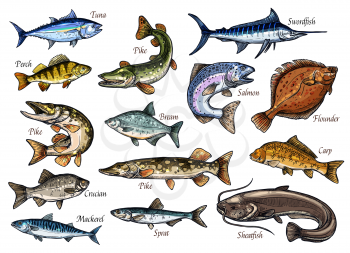 Fish sketches of sea, ocean and river animal for seafood and fishing sport design. Salmon, tuna and perch, carp, mackerel and flounder, pike, bream and sheatfish, sprat, swordfish and crucian icons