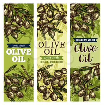 Olive oil banner set with natural organic green fruit and leaf sketch. Healthful extra virgin olive oil bottle label or premium food packaging tag with fresh olive tree branch