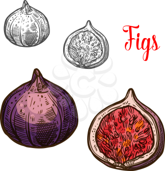 Fig fruit isolated sketch of asian plant berry. Fresh fig fruit with violet peel and crispy seed icon for exotic dessert and natural snack menu, healthy food and farm market label design