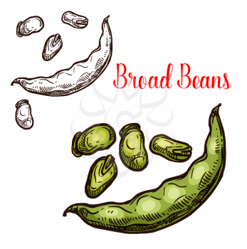 Bread bean vector sketch plant. Botanical design of vicia faba or broad and fava bean seeds in pod for farmer market and agriculture design