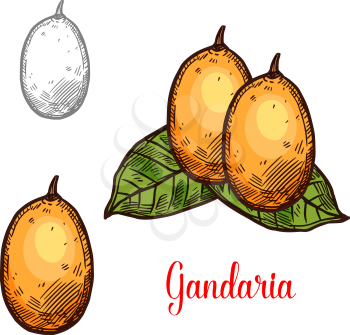 Gandaria exotic fruit vector sketch. Botanical design of tropical Bouea macrophylla fruit for juice, food or farmer market and agriculture design