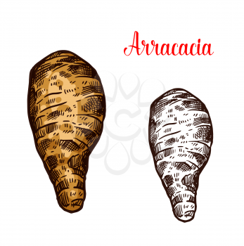 Arracacia vegetable sketch of fresh harvested root veggies. Ripe arracacha taproot vegetable isolated icon of healthy food ingredient for vegetarian salad recipe and farm market label design
