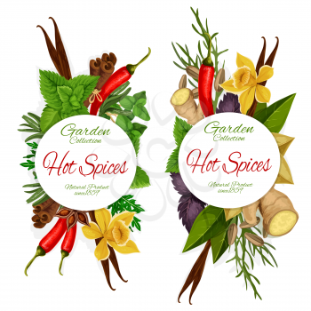 Hot spices garden herbs. Organic ginger and dill, vanilla and anise star, green parsley and red pepper, rosemary and celery. Seasonings basil leaves and orchid flower. Vector round banners