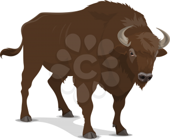 Bison animal or wild mammal. American buffalo bull, bison or ox with brown thick fur and sharp horns. Hunting sport open season or hunter club symbol, dangerous beast on hooves, isolated vector animal
