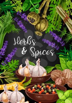 Herbs and spices in frame of food condiments and seasonings. Pepper, basil and rosemary, thyme, parsley and nutmeg, dill, celery and garlic, mint, sorrel and lemongrass, lavender and poppy