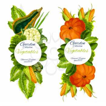 Vegetables from garden, natural harvest. Vector pumpkin and basil, cabbage and corn, cauliflower and leek, broccoli and artichoke. Natural vegetarian food and greenery seasoning banners