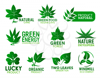 Green leaf icons of natural food product, eco energy and organic cafe vector design. Foliage of clover, aloe and mint plants, exotic palm, maple and oak trees with swirling lines and lightnings