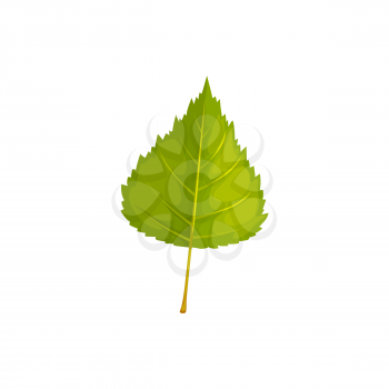 Leaf of birch tree, autumn and fall vector isolated leaf icon. Birch tree foliage, forest and plants leaves for nature autumn season