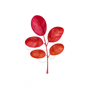 Autumn leaves on branch, acacia tree fall foliage, vector isolated icon. Acacia leaf on branch twig, red autumn leaves, fall season plants