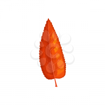 Leaf of autumn tree fall, red foliage icon, vector isolated. Willow, tree orange leaves, autumn forest plants and fall season nature, flat dray leaf on white background