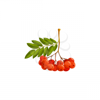 Rowan berries branch, autumn and fall rowanberry forest tree with leaves, vector isolated icon. Thanksgiving holiday and autumn season harvest of rowan berries