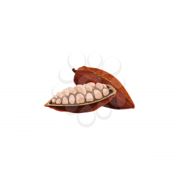 Cocoa bean pod in stage of riping, dried and fermented seed of Brazil or Indonesia fruit isolated cartoon icon. Vector chocolate cocoa beans superfood, healthy organic food products. Coffee pods