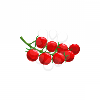 Branch of cherry tomatoes isolated fresh veggies on stem. Vector realistic vegetarian food, ripe small round tomatoes bundle. Tomato berries with leaves, salad ingredient, red tomatoes dieting snack
