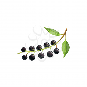 Bird cherry berry fruit isolated bunch with ripe black berries and green leaves. Vector botanical hackberry or hagberry, berries fruits, farm garden and wild forest food, jam or juice desserts