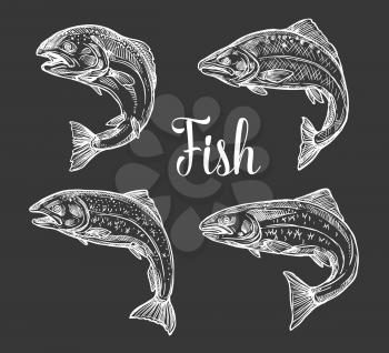 Trout and salmon fish monochrome sketches on chalkboard. Vector freshwater and saltwater fish, symbols of fishing and fishery sport
