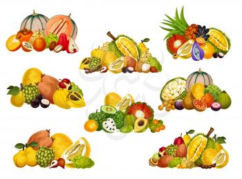 Cantaloupe, apple cashew and persimmon, pomelo, quince and soursop, jackfruit, bergamot and cherimoya, pu hala, granadilla and tamarind fruit bunches. Exotic fruit and berry vector objects. Food design