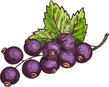 Black currant fruit isolated berries and leaves. Vector blackcurrant food dessert, green leaf