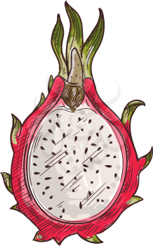 Dragon fruit pitaya isolated sketch. Vector half of pithaya, exotic tropical dragonfruit dessert