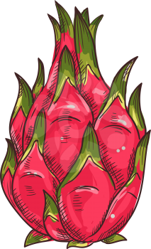 Pitaya dragonfruit isolated food sketch. Vector pithaya, exotic tropical dessert, dragon fruit